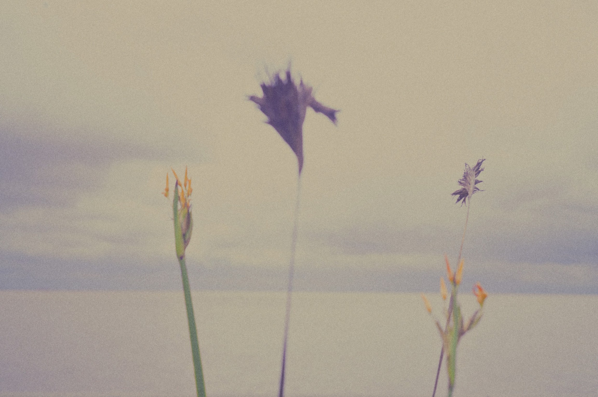 quatre-plantes-sauvages-dansent-au-bord-du-rio-de-la-plata-a-buenos-aires_smith