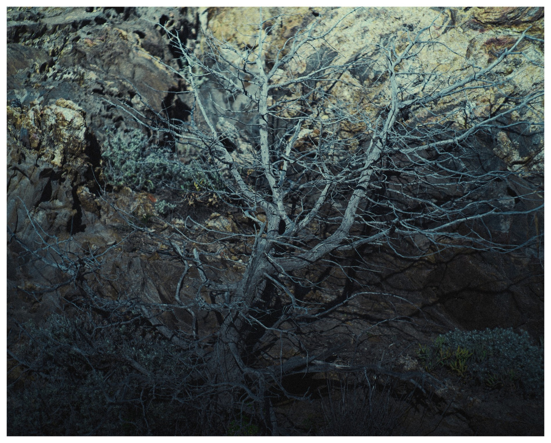 arbre-bleu-cadaques-espagne_fanny-de-gouville