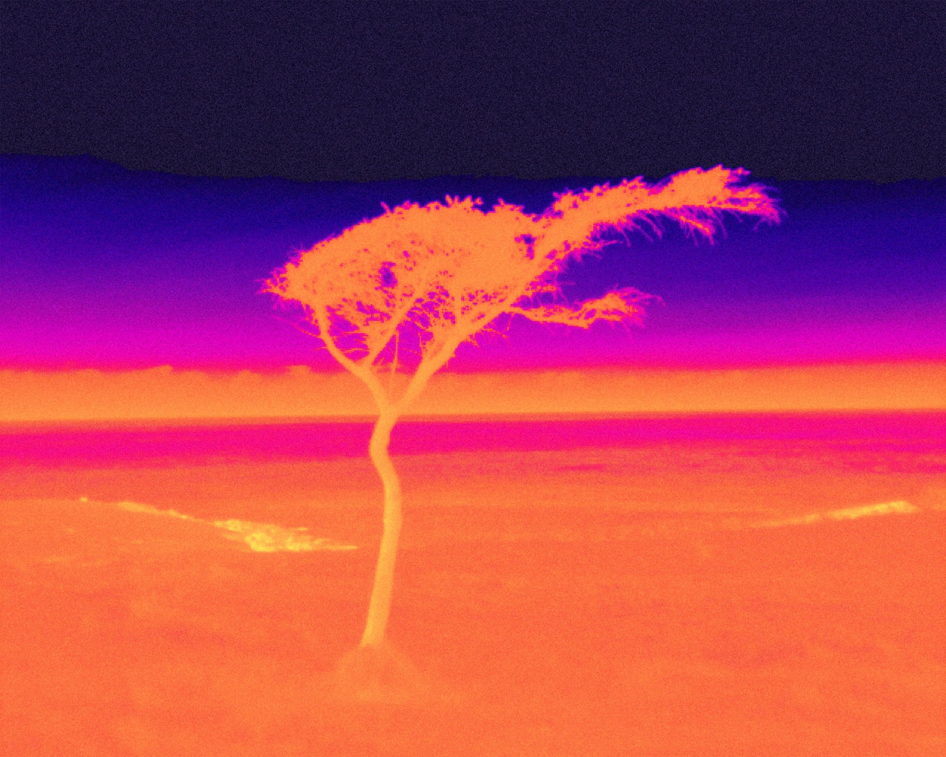 arbre-des-mers_smith