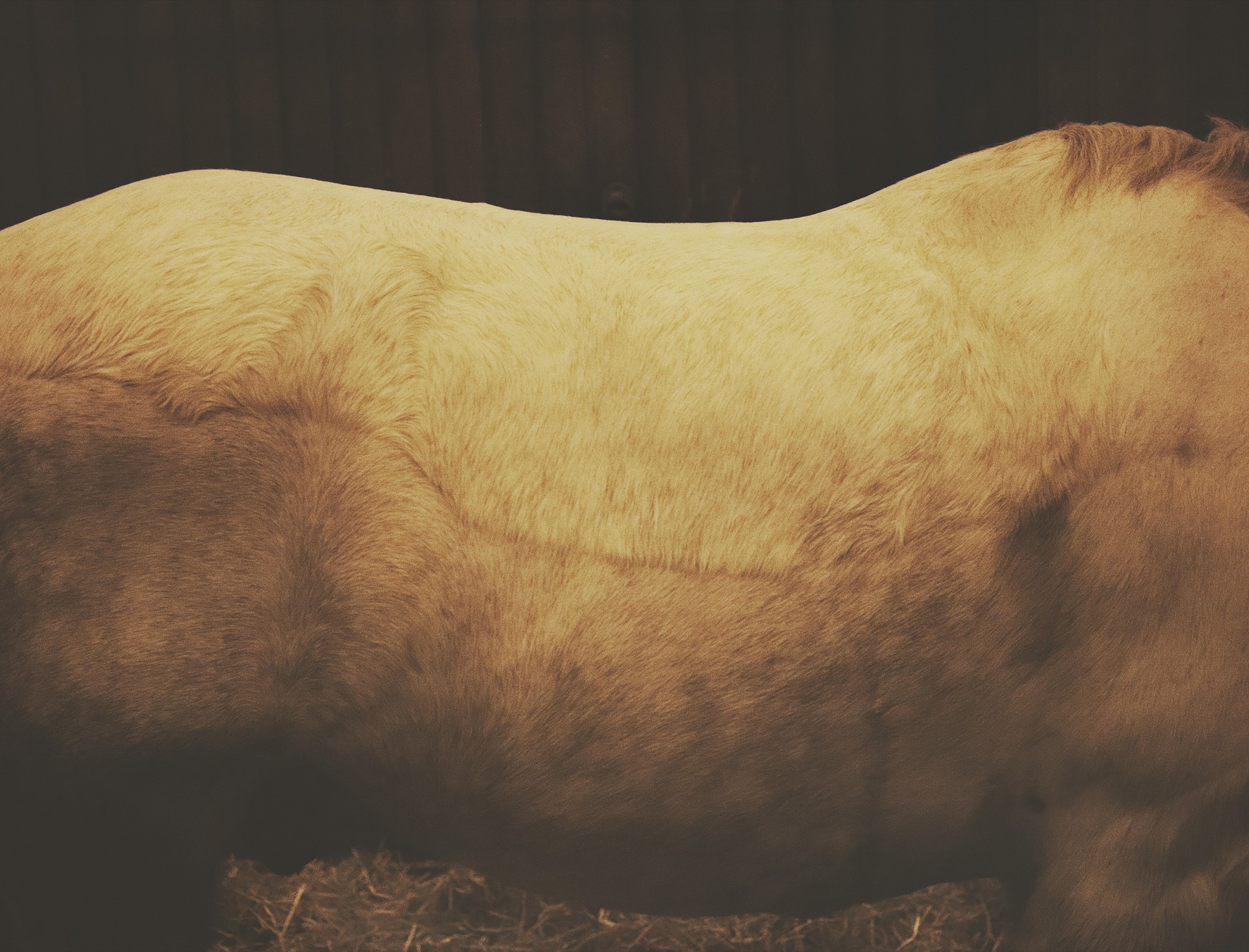 bestiaire-etude-6_jean-francois-robert