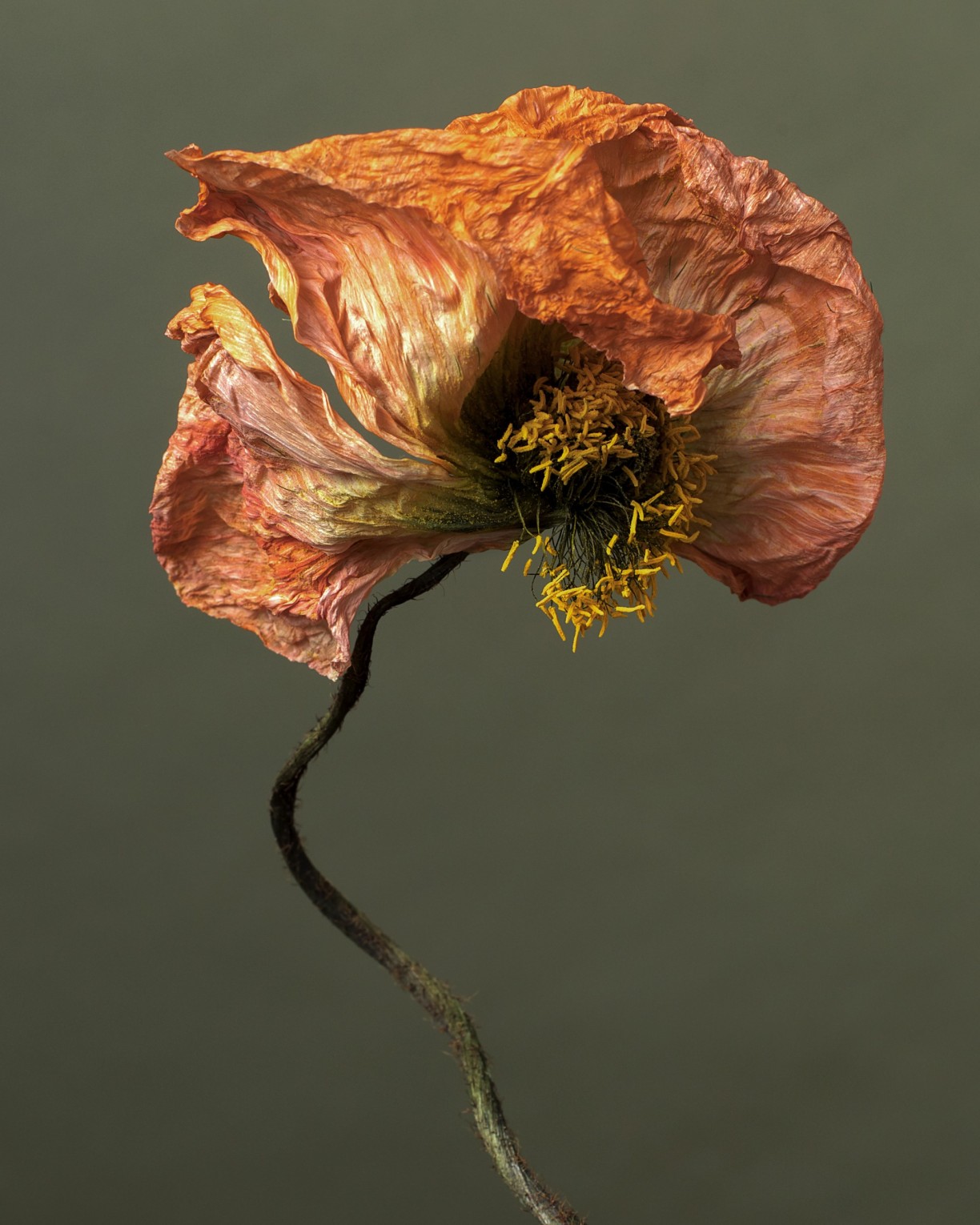 des-femmes-et-des-fleurs-adele_rudy-waks