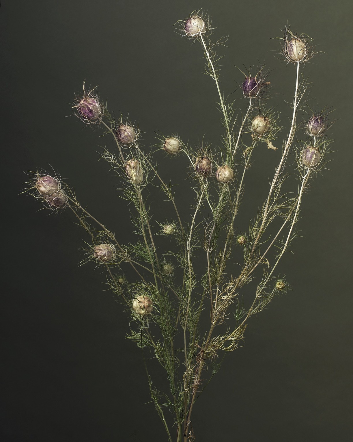 des-femmes-et-des-fleurs-sonia_rudy-waks