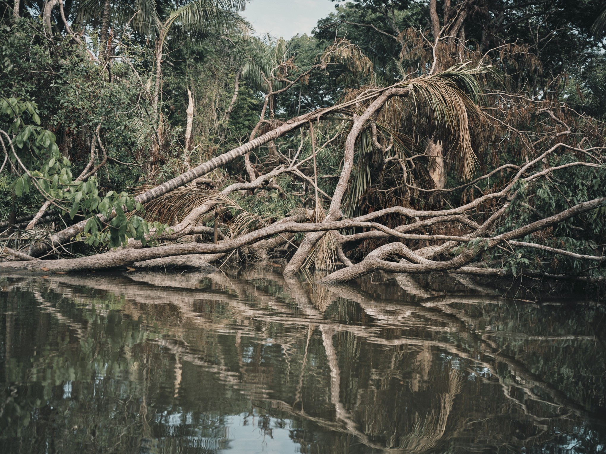 jungles-jungle_roberto-frankenberg