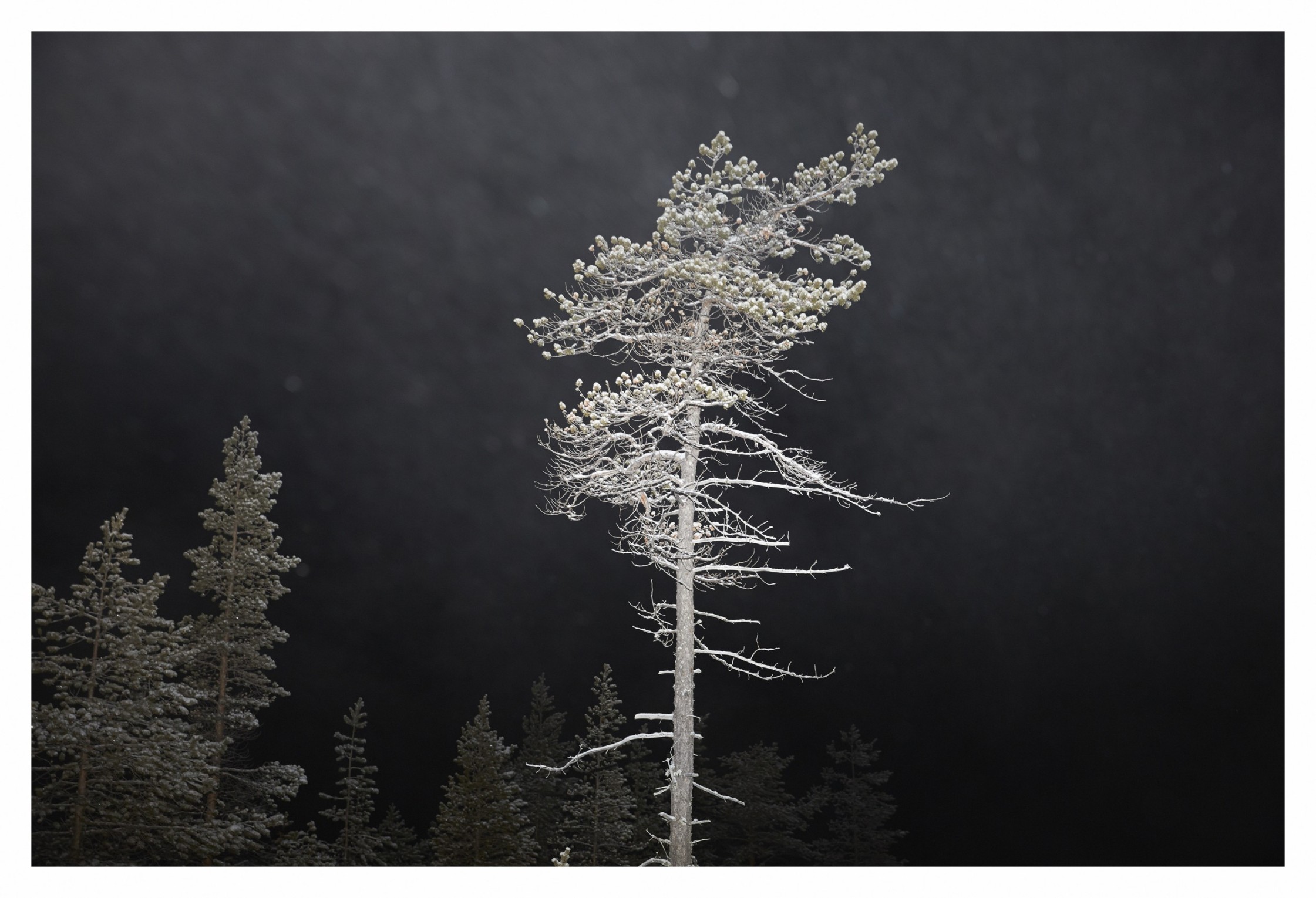 laponie_olivier-metzger