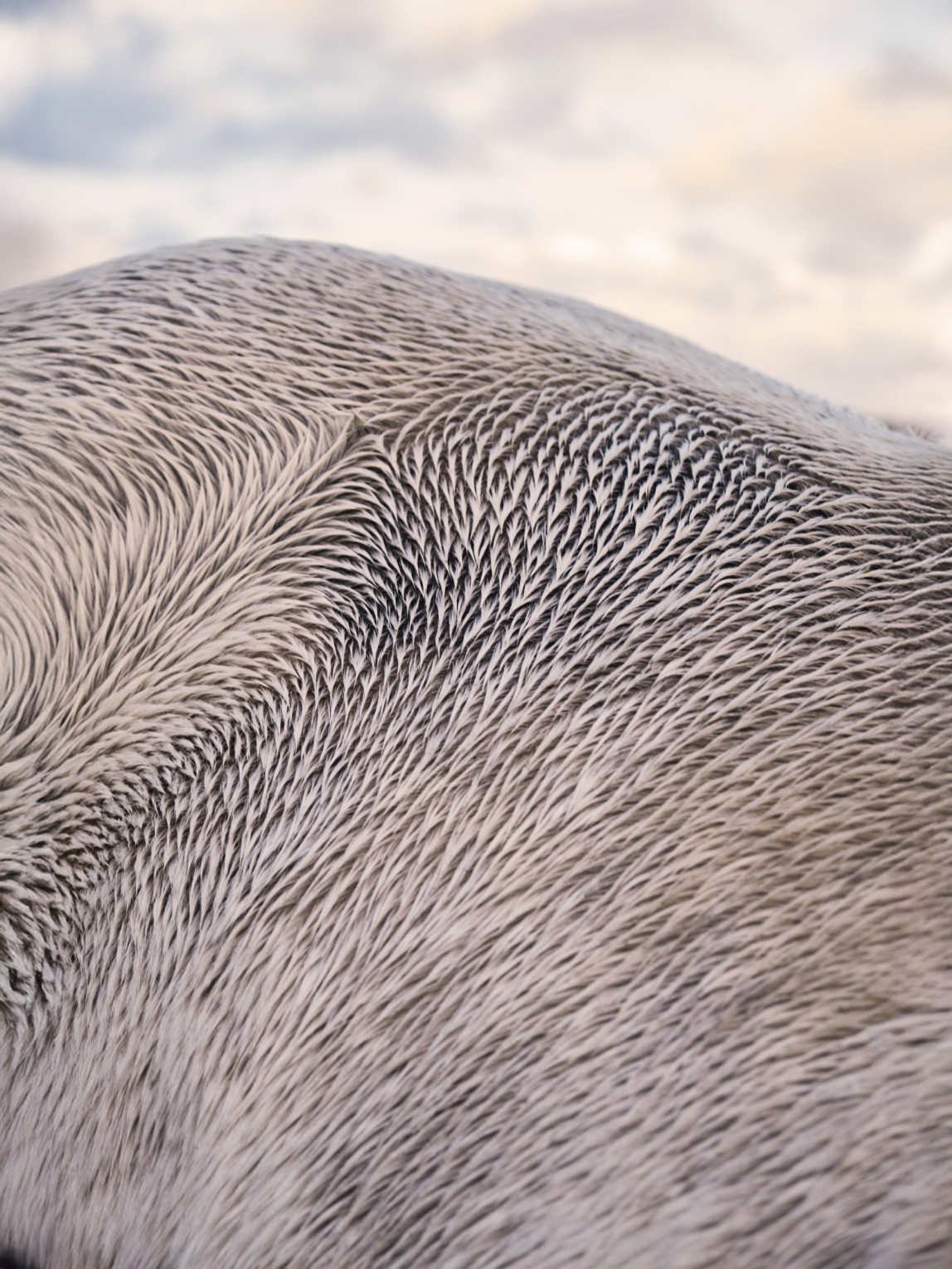 laura-a-porz-melloc-ile-de-batz-finistere-nord-bretagne_roberto-frankenberg