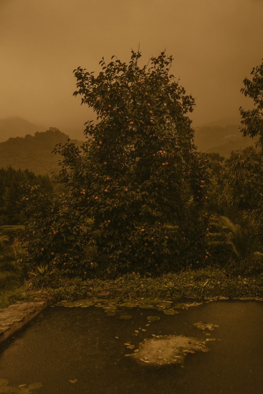 orchard-in-orange_laura-stevens