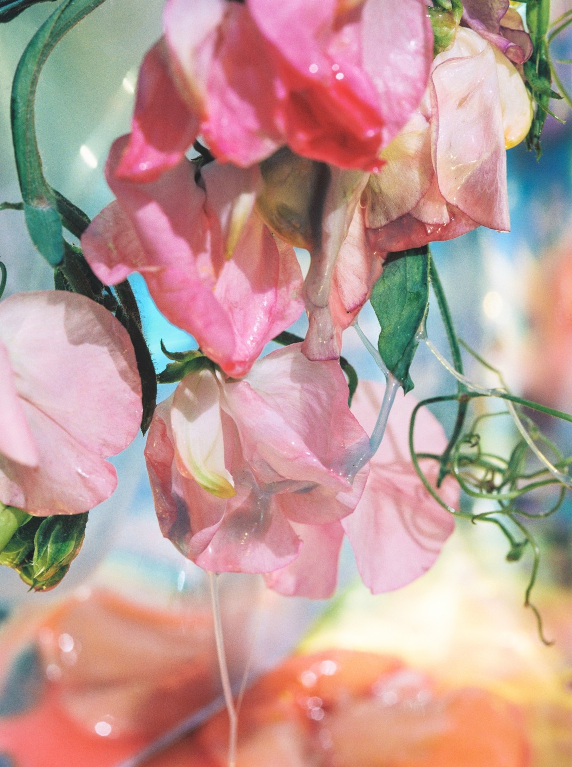 partie-humide-ii_lucile-boiron