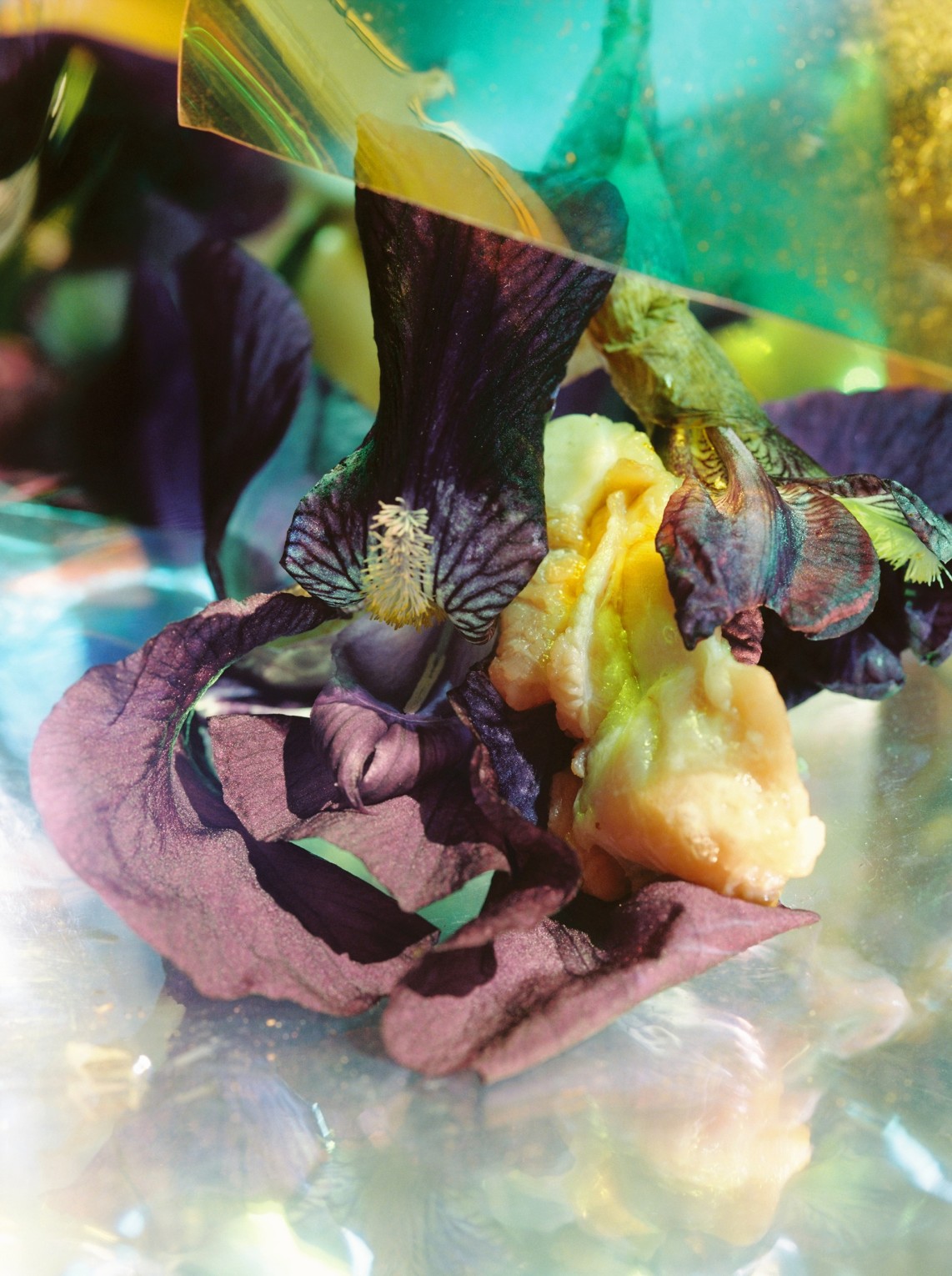 partie-humide-vi_lucile-boiron