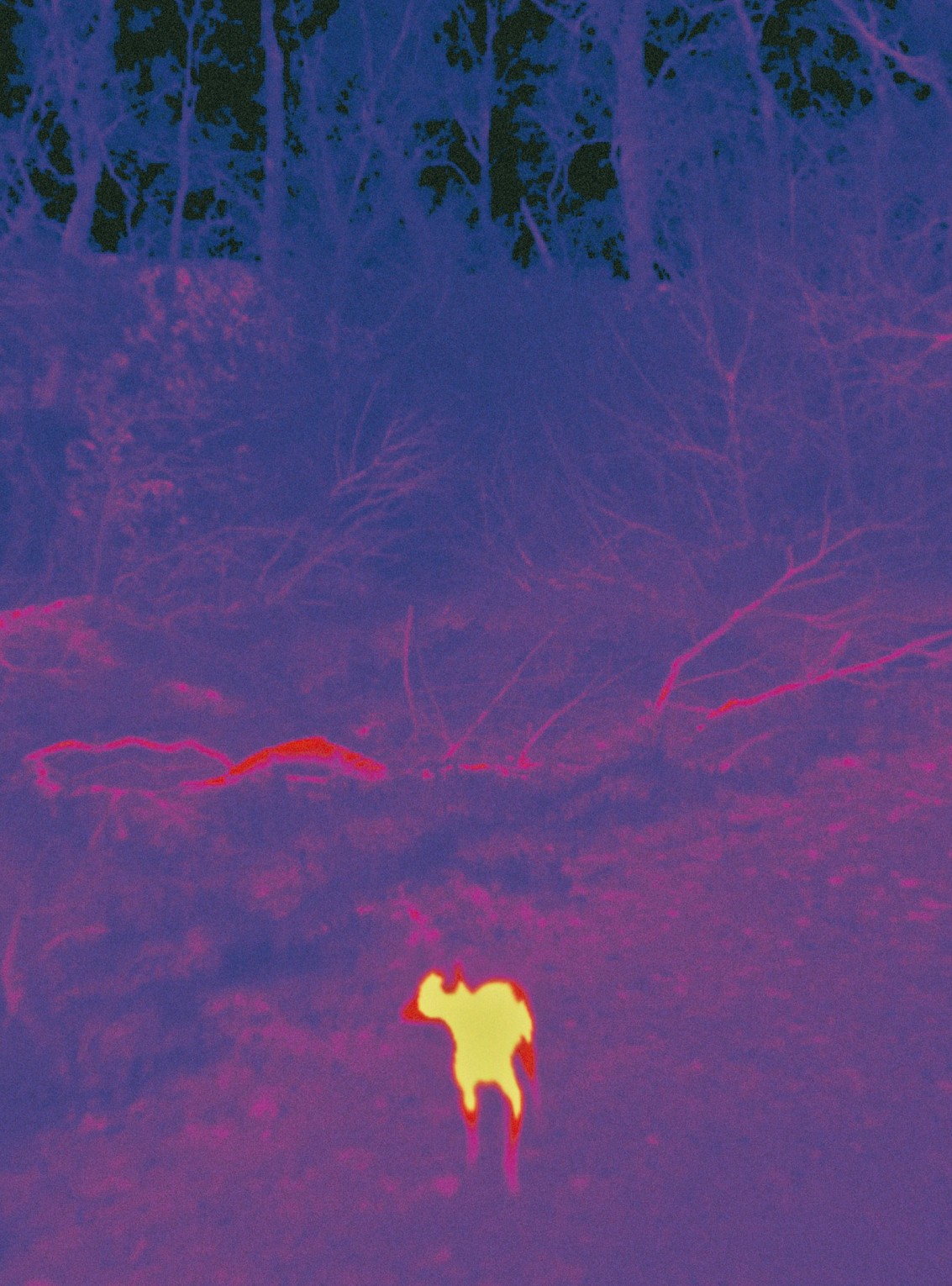 pyrocyne-des-forets_smith