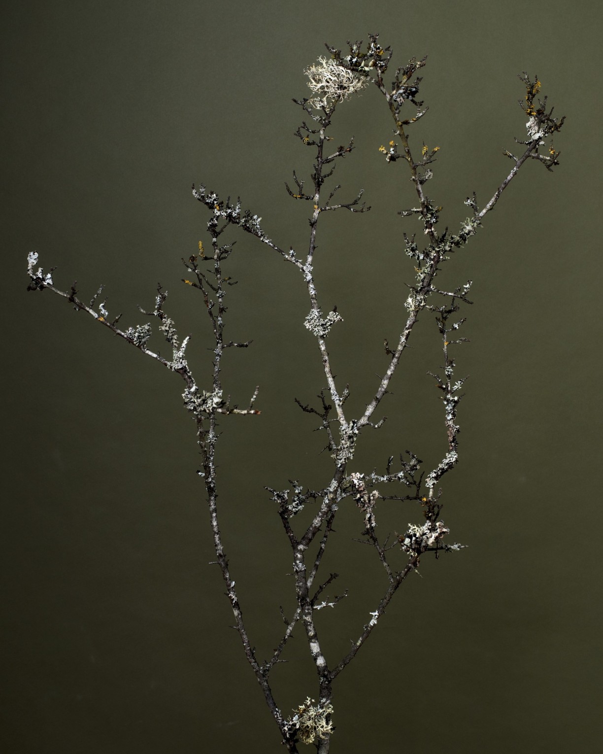 series-des-femmes-et-des-fleurs_rudy-waks