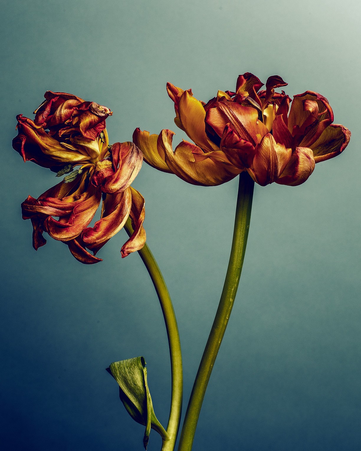 les-deux-tulipes_rudy-waks